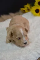 Dixie, a female Maltipoo for sale in Ladysmith, WI – 6 of 9