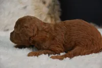 Kiki, a female Poodle - Toy  for sale in Ladysmith, WI – 9 of 9