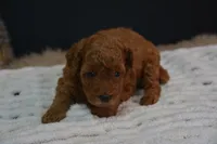 Ivy, a female Poodle - Toy  for sale in Ladysmith, WI – 3 of 10