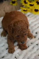 Jax, a female Poodle - Toy  for sale in Ladysmith, WI – 7 of 10
