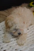 Hudson, a male Maltipoo for sale in Ladysmith, WI – 6 of 10