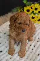 Kai, a male Poodle - Toy  for sale in Ladysmith, WI – 5 of 8