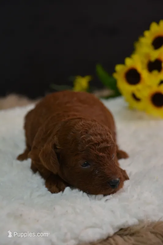 Kip – Poodle - Toy  puppy for sale in Ladysmith, WI
