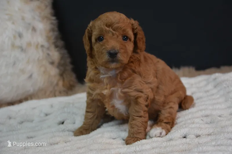 Izzy – Poodle - Toy  puppy for sale in Ladysmith, WI