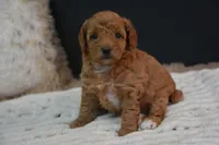 Izzy, a female Poodle - Toy  for sale in Ladysmith, WI – 1 of 10