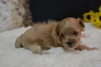 Dozer, a male Maltipoo for sale in Ladysmith, WI – 2 of 9