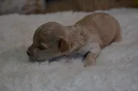 Hershey, a male Maltipoo for sale in Ladysmith, WI – 4 of 7