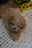 Hugo, a male Maltipoo for sale in Ladysmith, WI – 8 of 10