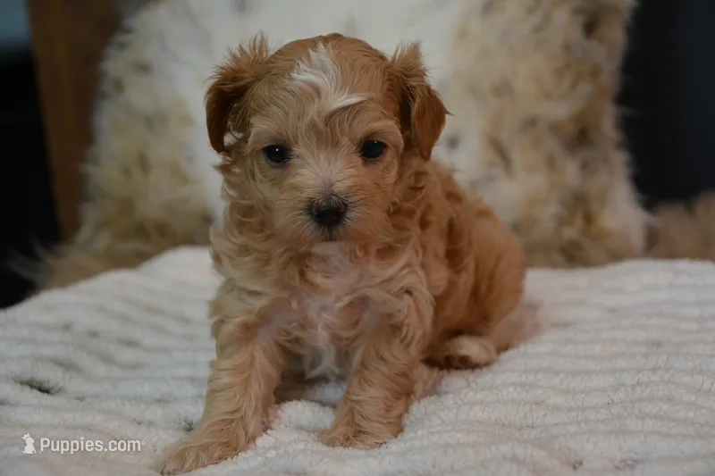 Dusty – Maltipoo puppy for sale in Ladysmith, WI