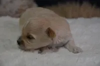 Hudson, a male Maltipoo for sale in Ladysmith, WI – 3 of 10