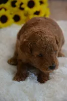 Flint, a male Poodle - Toy  for sale in Ladysmith, WI – 2 of 10