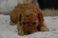 Gipsy, a female Poodle - Toy  for sale in Ladysmith, WI – 8 of 10