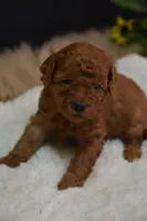 Loki, a male Poodle - Toy  for sale in Ladysmith, WI – 5 of 10