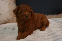 Jazzy, a female Poodle - Toy  for sale in Ladysmith, WI – 3 of 7