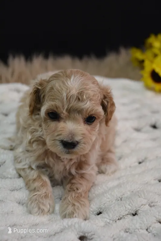 Hershey – Maltipoo puppy for sale in Ladysmith, WI