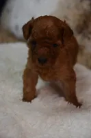 Leo, a male Poodle - Toy  for sale in Ladysmith, WI – 7 of 8