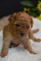 Luca, a male Poodle - Toy  for sale in Ladysmith, WI – 5 of 8