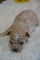 Hugo, a male Maltipoo for sale in Ladysmith, WI – 8 of 10