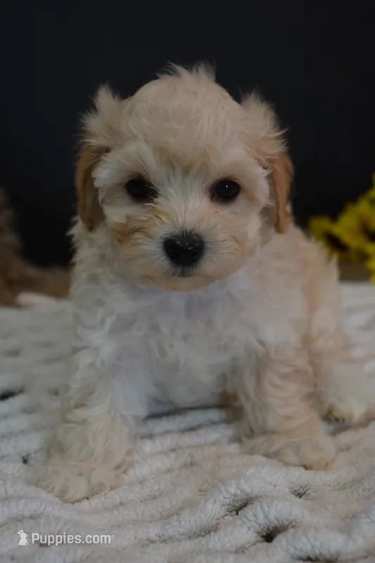 Hudson – Maltipoo puppy for sale in Ladysmith, WI
