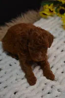 Fitz, a male Poodle - Toy  for sale in Ladysmith, WI – 5 of 8