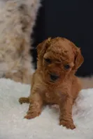 Luca, a male Poodle - Toy  for sale in Ladysmith, WI – 6 of 8
