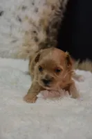 Dozer, a male Maltipoo for sale in Ladysmith, WI – 1 of 9