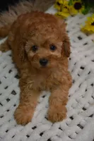Caesar, a male Poodle - Toy  for sale in Ladysmith, WI – 2 of 10