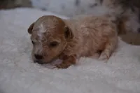 Hugo, a male Maltipoo for sale in Ladysmith, WI – 5 of 10