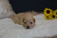 Hunter, a male Maltipoo for sale in Ladysmith, WI – 1 of 8