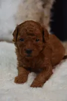 Loki, a male Poodle - Toy  for sale in Ladysmith, WI – 10 of 10