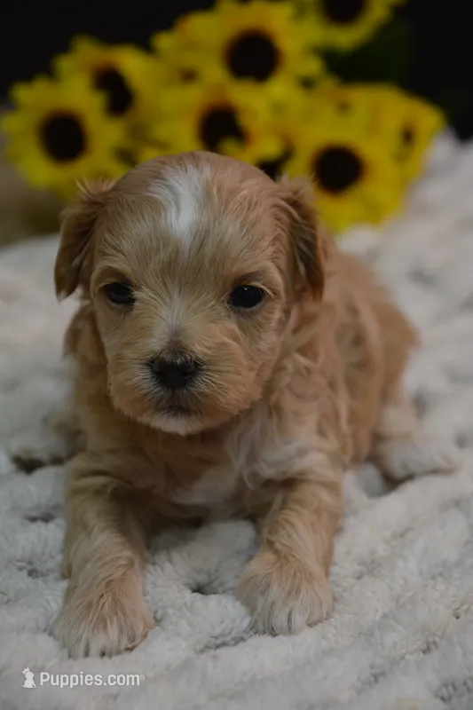 Dusty – Maltipoo puppy for sale in Ladysmith, WI