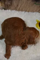 Kiki, a female Poodle - Toy  for sale in Ladysmith, WI – 6 of 9