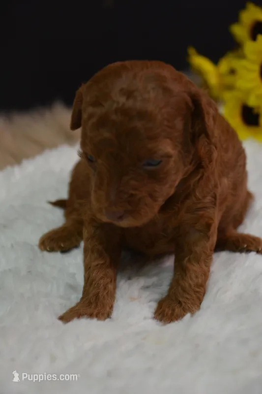 Callie, a female Poodle - Toy  for sale in Ladysmith, WI – Photo 1 of 7