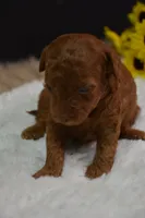 Callie, a female Poodle - Toy  for sale in Ladysmith, WI – Photo 1 of 7