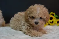 Hugo, a male Maltipoo for sale in Ladysmith, WI – 5 of 10