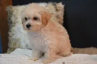 Harley, a male Maltipoo for sale in Ladysmith, WI – 7 of 8