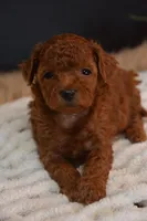 Jazzy, a female Poodle - Toy  for sale in Ladysmith, WI – 2 of 7