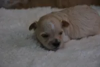 Hudson, a male Maltipoo for sale in Ladysmith, WI – 10 of 10