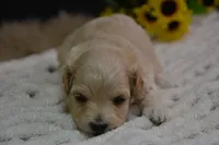 Harley, a male Maltipoo for sale in Ladysmith, WI – 1 of 9