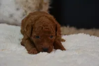 Loki, a male Poodle - Toy  for sale in Ladysmith, WI – 2 of 10