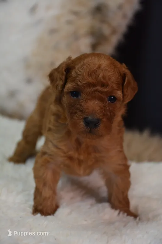 Leo – Poodle - Toy  puppy for sale in Ladysmith, WI