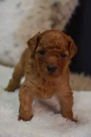 Leo, a male Poodle - Toy  for sale in Ladysmith, WI – 1 of 8