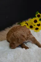 Flint, a male Poodle - Toy  for sale in Ladysmith, WI – 7 of 10