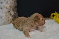 Dozer, a male Maltipoo for sale in Ladysmith, WI – 5 of 9