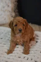 Izzy, a female Poodle - Toy  for sale in Ladysmith, WI – 6 of 10