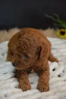 Jax, a female Poodle - Toy  for sale in Ladysmith, WI – 10 of 10