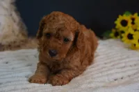 Kai, a male Poodle - Toy  for sale in Ladysmith, WI – 2 of 8