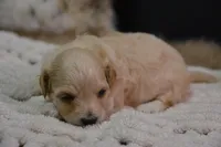 Harley, a male Maltipoo for sale in Ladysmith, WI – 4 of 9