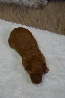 Mia, a female Poodle - Toy  for sale in Ladysmith, WI – Photo 5 of 7