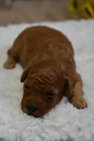 Mia, a female Poodle - Toy  for sale in Ladysmith, WI – Photo 1 of 7